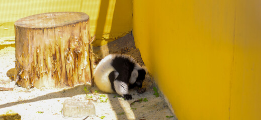 A black and white lemur sits near a yellow wall and a wooden stump, creating a scene that conveys...