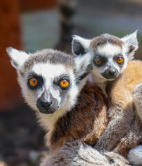 A charming pair of ring-tailed lemurs – an adult with a baby on its back – look intently at the camera. Their bright orange eyes stand out against their black and white faces.