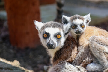 An adult ring-tailed lemur with a baby on its back looks intently forward. Their bright orange eyes...