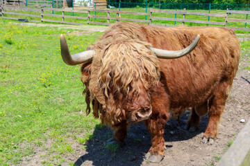 A majestic Scottish Highland bull with long reddish-brown hair and powerful horns stands in a green...
