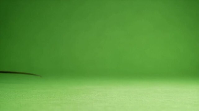 Green iguana with spiky ridge and dewlap standing on a green background in a studio setting green screen animal video