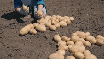 farmer sorts out fresh potato sitting ground field. harvest time. potato vegetables farm. healthy...