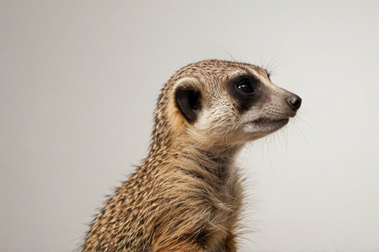 Meerkat profile with light gray background animal mammal