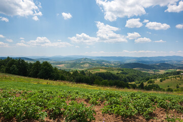 Landscape with green hills and trees during summer