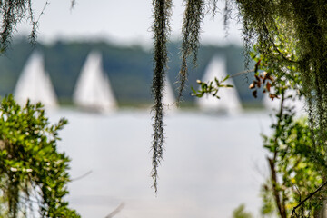 Sailboats gliding peacefully across serene waters framed by lush greenery and hanging moss