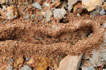 Close-up ants 