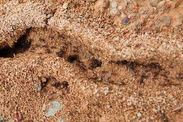 Close-up ants 