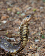 Indian Spectacled cobra ( naja naja ) 