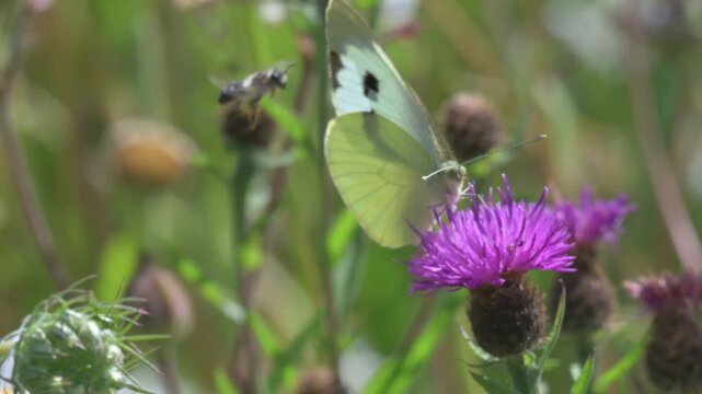 Large White butterfly (Pieris brassicae) female in a wild flower meadow joined by a honey bee while feeding on a Common Knapweed flower (Centaurea nigra). June, Kent, UK [Slow motion x5]