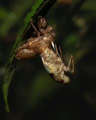 A mature cicada nymphs emerges from its shell