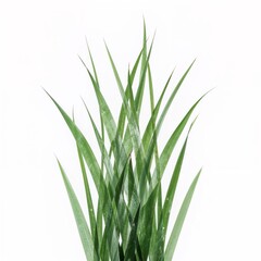 Grass blades on plain white background
