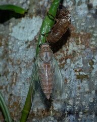 Cicada ( Cicadoidea ) emerges from its shell