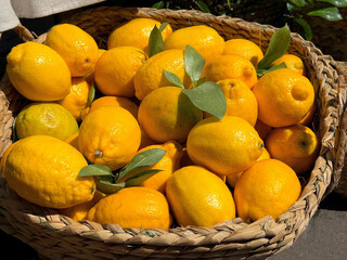 Basket of lemons yellow ripe sour citrus fruits 
