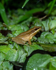 Naklejka premium Common tree frog on pond garden