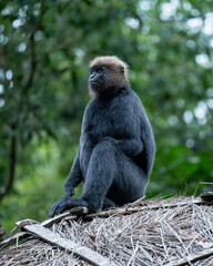 An one handed Nilgiri langur sitting on a hut
