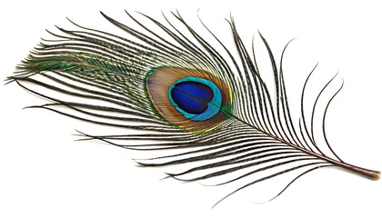 Obraz premium Isolated peacock feather showing iridescent colors of blue green and brown on a white background surface