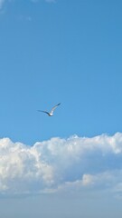 Seagull flying freely in blue sky above fluffy white clouds on a sunny day. Represents freedom, peace, and the beauty of nature and open horizons concept