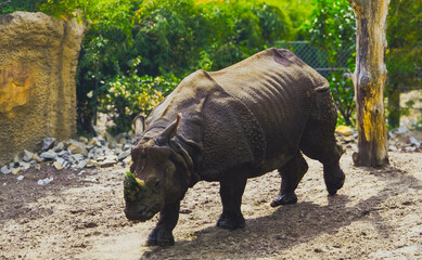 Indian rhinoceros walking in sunlight at Berlin Zoo – 31 May 2025