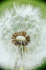 Fototapeta premium A delicate dandelion seed head, partially blown, with fluffy white parachutes ready to disperse, set against a soft green background.