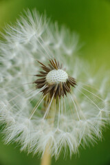 A delicate dandelion seed head, partially blown, with fluffy white parachutes ready to disperse,...
