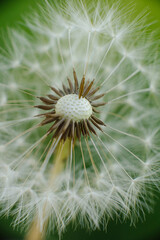 A delicate dandelion seed head, partially blown, with fluffy white parachutes ready to disperse,...