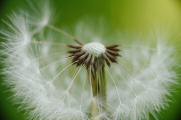 A delicate dandelion seed head, partially blown, with fluffy white parachutes ready to disperse,...
