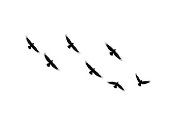 Fototapeta premium Flock of birds flying together in the sky on a white background