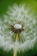 A delicate dandelion seed head, partially blown, with fluffy white parachutes ready to disperse,...