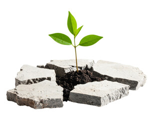 Small green plant growing through cracked concrete on transparent background.