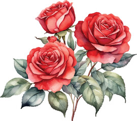 Watercolor red roses bouquet illustration. Hand draw rose flower