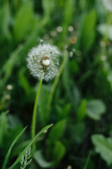 A beautiful dandelion in a field with a gentle breeze scattering its seeds. A symbol of summer, wishes, and freedom.
