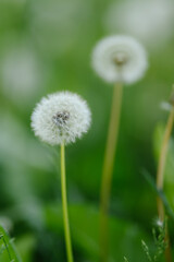 A perfectly formed dandelion clock stands sharply in focus, with another softly blurred in the background, against a natural green field.