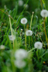 A vast field of fluffy white dandelions under soft sunlight, with some green leaves in focus, evoking a peaceful and idyllic summer scene.