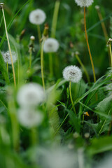 A vast field of fluffy white dandelions under soft sunlight, with some green leaves in focus, evoking a peaceful and idyllic summer scene.