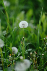 A beautiful dandelion in a field with a gentle breeze scattering its seeds. A symbol of summer, wishes, and freedom.