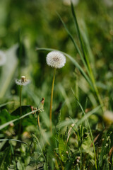 A beautiful dandelion in a field with a gentle breeze scattering its seeds. A symbol of summer, wishes, and freedom.