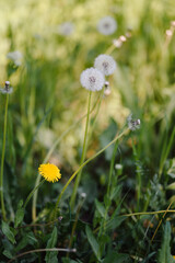A vast field of fluffy white dandelions under soft sunlight, with some green leaves in focus, evoking a peaceful and idyllic summer scene.