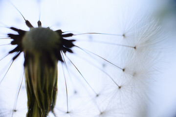A delicate dandelion seed head, partially blown, with fluffy white parachutes ready to disperse, set against a soft green background.
