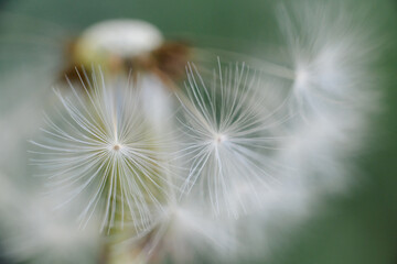A delicate dandelion seed head, partially blown, with fluffy white parachutes ready to disperse, set against a soft green background.
