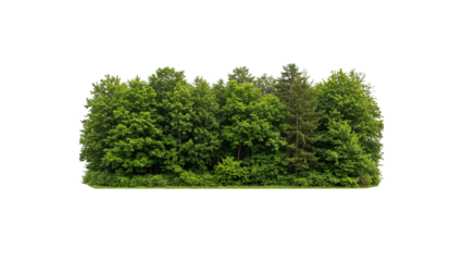 Cutout tree line. Forest and green foliage in summer. Row of trees and shrubs isolated on transparent background. Forest scape. High quality clipping mask