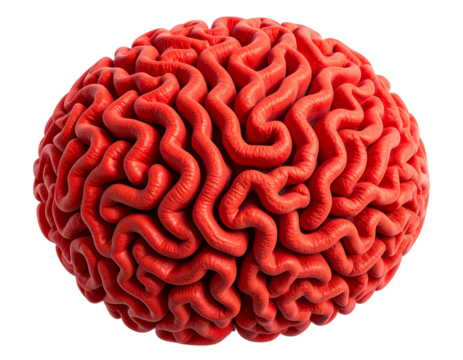 Single Red Brain Coral Piece with Natural Texture, isolated on transparent background PNG
