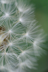 
A fluffy dandelion seed head with delicate white parachutes, some in soft focus, against a blurred vibrant green background.