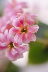 A delicate cluster of vibrant pink Kalanchoe blossoms, showcasing their intricate petals and soft hues against a blurred background. Perfect for floral themes.