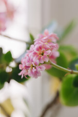 A delicate cluster of vibrant pink Kalanchoe blossoms, showcasing their intricate petals and soft hues against a blurred background. Perfect for floral themes.