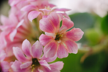 A delicate cluster of vibrant pink Kalanchoe blossoms, showcasing their intricate petals and soft hues against a blurred background. Perfect for floral themes.