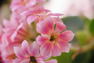 A delicate cluster of vibrant pink Kalanchoe blossoms, showcasing their intricate petals and soft hues against a blurred background. Perfect for floral themes.