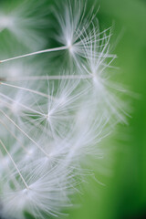 Individual dandelion parachutes with delicate white filaments float against a vibrant, blurred green background, highlighting their ethereal beauty.