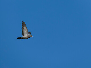 Stock dove, Columba oenas