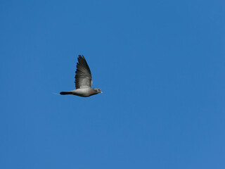 Stock dove, Columba oenas
