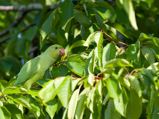 Ring-necked parakeet, Psittacula krameri
